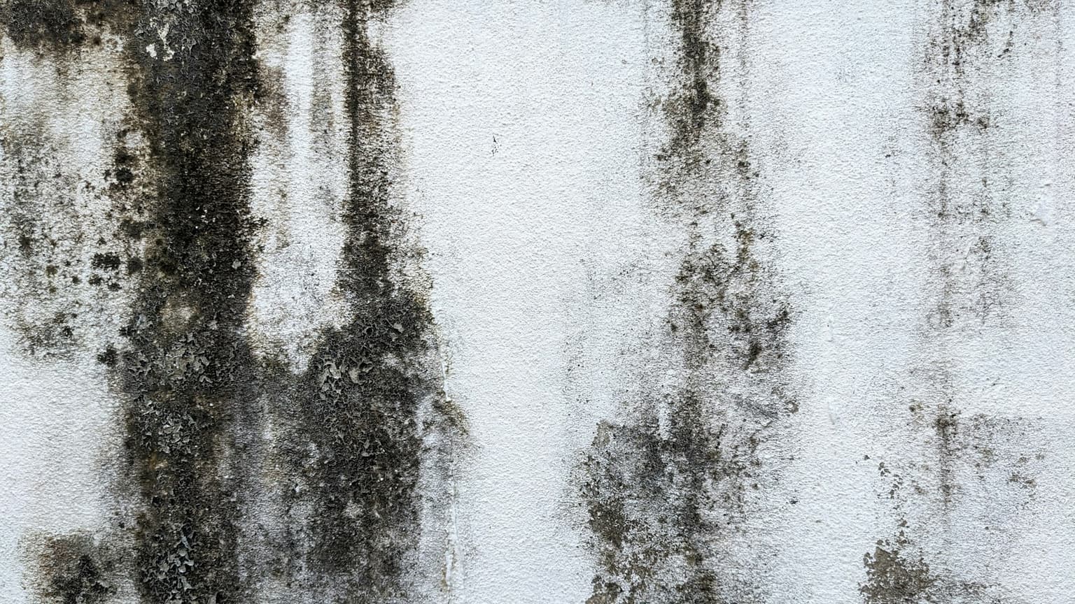 Close view of mould growth on a water-damaged interior wall in Toronto