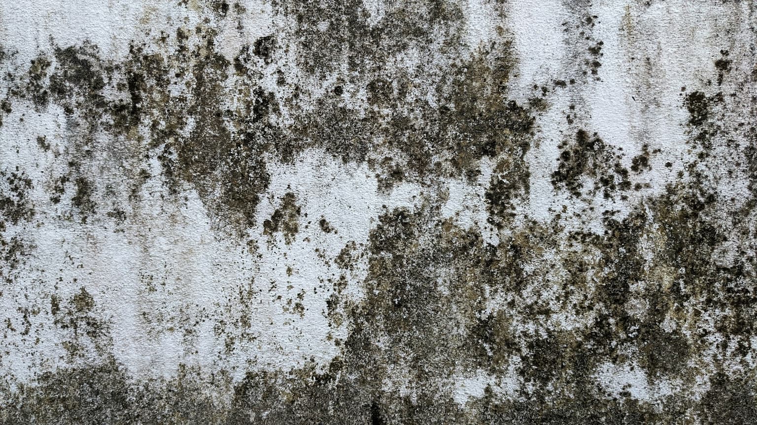 Mold Removal Toronto — before